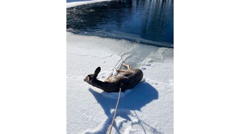 Wyoming Deputies Lasso Deer That Fell Through Iced Over Pond