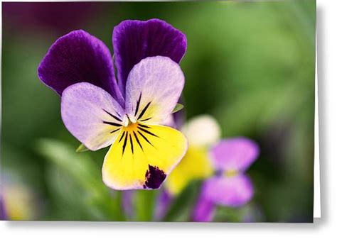 Sweet Violet Photograph By Rona Black