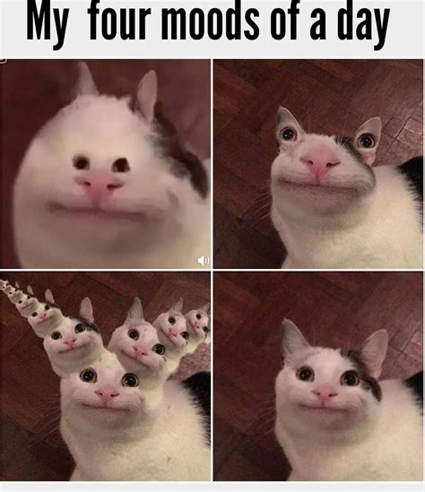 Pin On Cat Memes