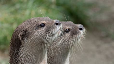 Otters Can Learn To Solve Puzzles To Get Food Scientists Discover