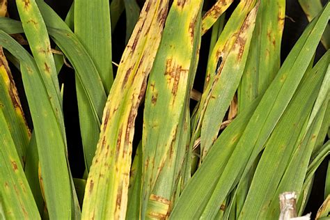 Net Blotch Pyrenophora Teres F Teres Lesions In Spring B Flickr