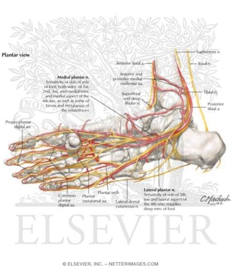 Ankle And Foot Arteries And Nerves Of The Sole