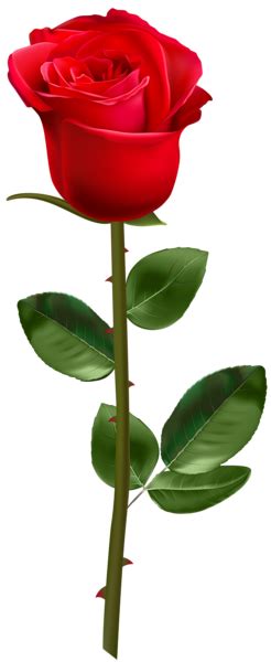 Download the flowers png on freepngimg pink rose frame flower red free hq image format: Rose PNG