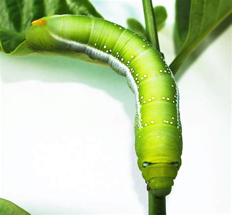 Green Caterpillar Hd Wallpaper Peakpx