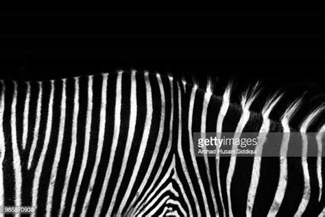 Zebra Stripe Pattern Photos And Premium High Res Pictures Getty Images