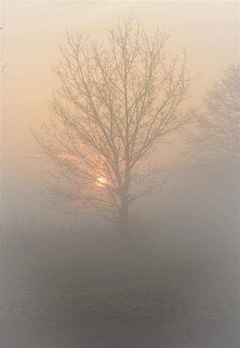 Sunrise With Tree At Mist Stock Image Image Of Nevelen 115325475