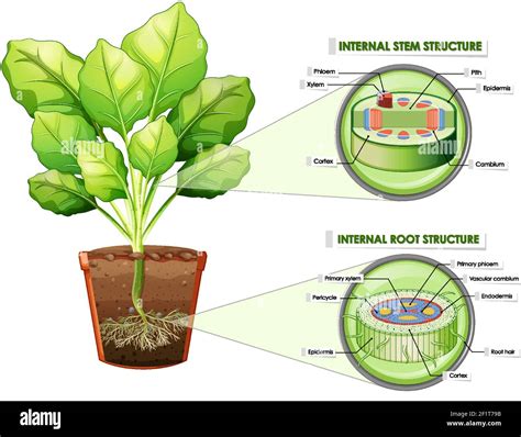 Diagrama Que Muestra La Estructura De La Raíz Y Vástago De La