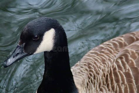 Close Up Of A Canadian Goose Stock Image Image Of Canadiangeese