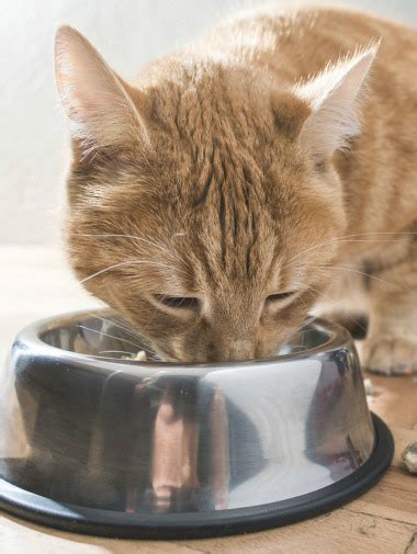 One of the primary symptoms of kidney disease in cats is nausea, though this condition may also cause your cat to become lethargic and he may. Ginger cat eating from bowl