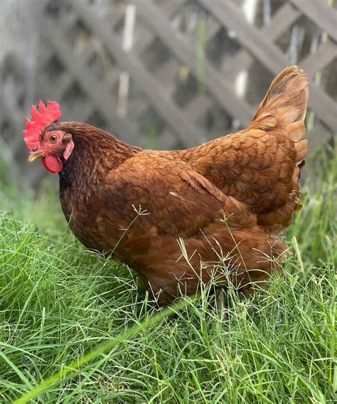 10 Heritage Chicken Breeds For Your Backyard Coop