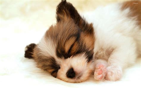 Cute Puppy Backgrounds For Computer ~ Cute Puppy Desktop Wallpapers