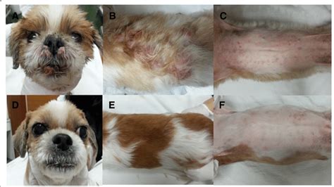 General Appearance Of Epitheliotropic Lymphoma In A Shih Tzu Dog Case