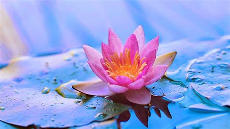 Pink Water Lily Flower With Leaves Hd Flowers Wallpapers Hd Wallpapers Id 84947