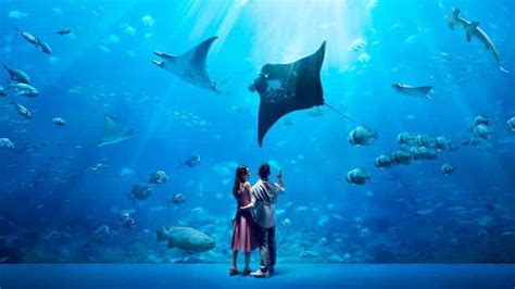 Sea Aquarium Resorts World Sentosa