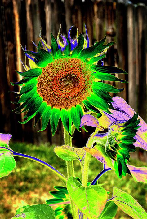 Psychedelic Sunflower Painting Deiafa Ganello