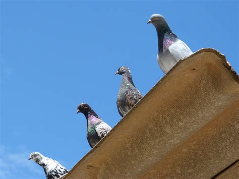Are Pigeons Good Luck