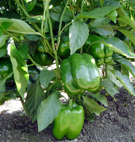 Bell peppers are sold in their green, unripe form and provided the strongest flavor. How to grow Bell Pepper in a container | Growing and care ...