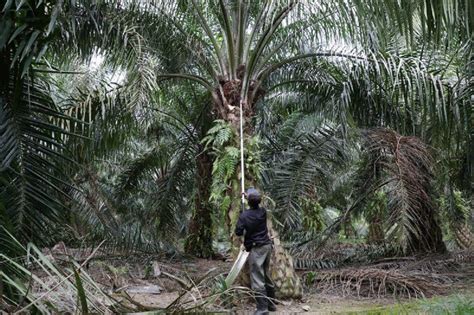 Oil Palm Planters Appeal To Sabah To Lift Additional Restrictions Of