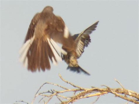 The Confrontation Northern Mockingbird And Eastern Bluebir Flickr