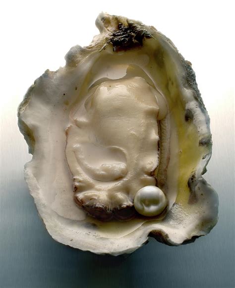 Pearl In Oyster By Atu Images