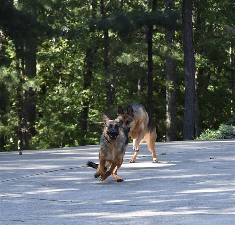Fullsizeoutput5a22 Georgia K9 Ntc Flickr