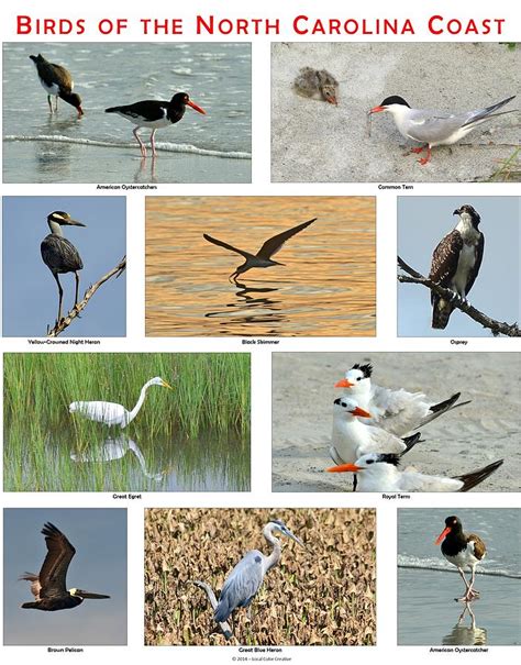 Birds Of North Carolina Coast Photograph By Dana Sohr Pixels
