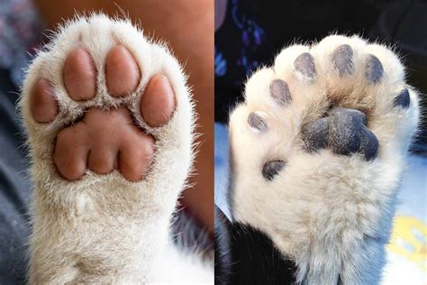 What Is A Polydactyl Cat