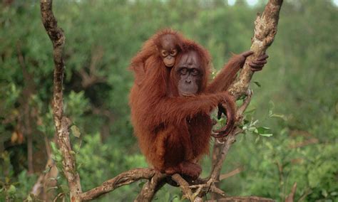 Photo by chris shepherd (traffic southeast asia); Bornean Orangutans | Photos | WWF