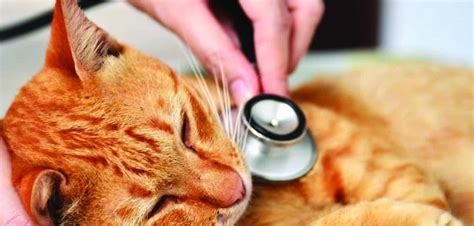10 Signs Of Illness In Cats The Vet Connection East Fremantle