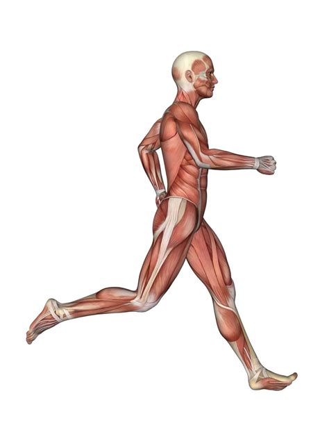 Sistema Muscular Humano Funciones Tejido Muscular Tipos De M Sculos