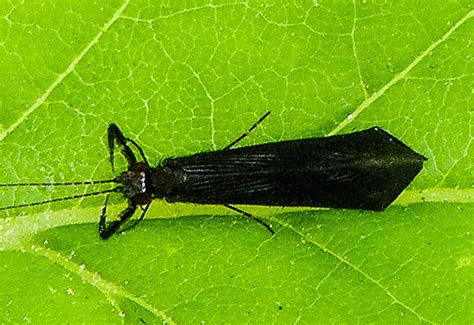 Black Dancer Caddisfly Whats That Bug