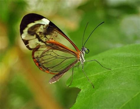 Mariposa De Cristal Glasswinged Butterfly Butterfly Species Glass