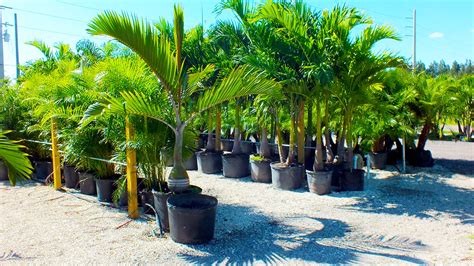 Nursery Plants And Trees Beltrans Nursery And Landscape In Punta Gorda