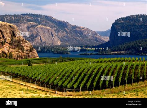 Canada British Columbia Vaseux Lake Blue Mountain Vineyard Okanagan