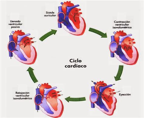 Ciclo Cardíaco ¿qué Es Anatomía Fisiología Sus Fases Y Más