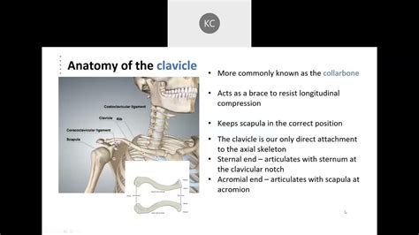 Appendicular Skeleton Common Skeletal Features And The Pectoral Girdle
