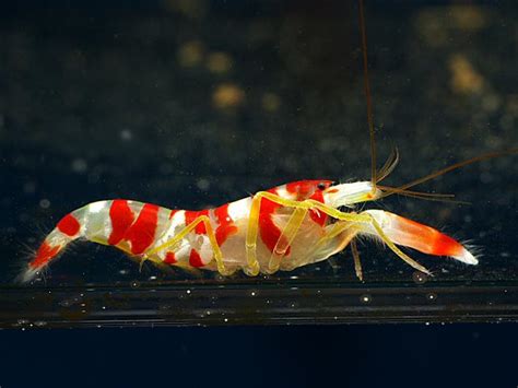 Image Pistol Shrimp Endless Ocean Wiki