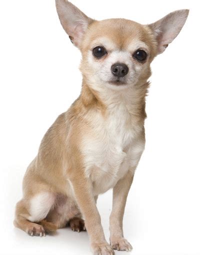 Dog Breeds The Small But Mighty Chihuahua Joy Of Living