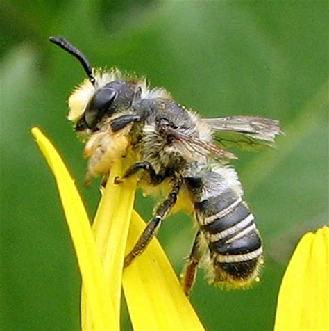 Bees are the main feature of bee swarm simulator. Factsheet - Megachile bees