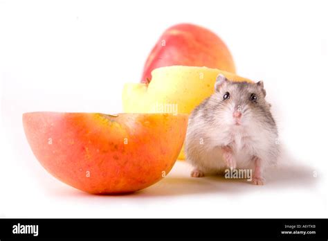 Hamster Eat Apple Stock Photo Alamy