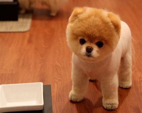 Top 25 Cutest Dog Breeds Around The World