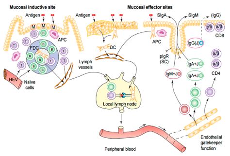 Diagram Summarizing The Mucosal Immune Response Lumen Contents Are