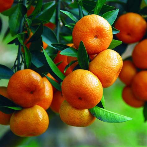 संतरा ही नहीं इसके बीज के भी हैं कई अद्भुत फायदे बालों की सेहत से लेकर