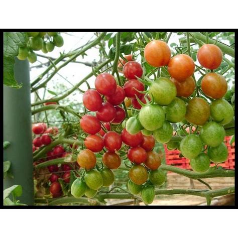 Jual Hot Sale Isi Benih Biji Bibit Tomat Unggul Sayur Sayuran Loka