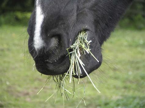 Sweat = drops of salty liquid come through your skin because it is hot or you are doing a lot of. Study: Horses Chew Efficiently, Combat 'Dust and Grit ...