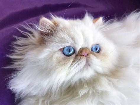 Kittens $1200.00 as pet or $1500.00 full registra. FLAME POINT HIMALAYAN PERSIAN CATS - Kingsley Kittens ...