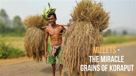 What Is Millet And Why The Miracle Grains Are Grown In Koraput Millet Advisor