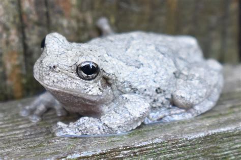 Copes Gray Tree Frog Call Pretty Great Podcast Diaporama