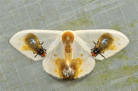 The Wings Of This Moth Macrocilix Maia Mimic Two Flies Feasting On
