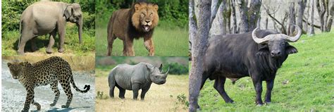 Big 5 In Uganda African Big 5 Mammals Uganda Wildlife Safari